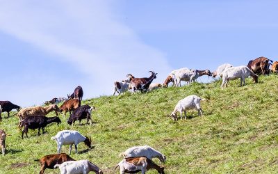 El Dorado County Vegetation Management Ordinance